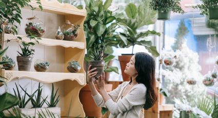 Estas son las 3 plantas de interior ideales para refrescar tu hogar