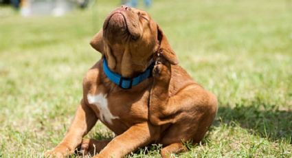 5 remedios caseros para eliminar las pulgas en tus perros