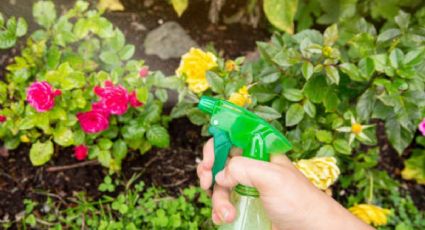 Haz un insecticida casero con ajo y clavo de olor para eliminar el pulgón de tus plantas