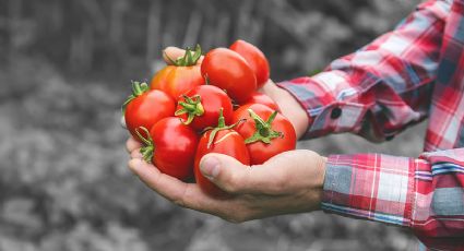 ¿Cómo cultivar tomate en casa? Así puedes hacer tu propio huerto