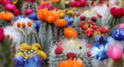 ¿Cómo hacer para que los cactus y suculentas florezcan más rápido?