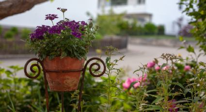 ¿Cuáles son las mejores plantas para colocar en jardines verticales? 5 variedades que puedes agregar