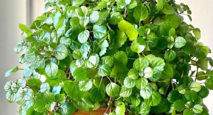 Este es el lugar perfecto para colocar la planta millonaria y que crezca de manera rápida