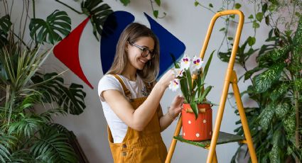 Descubre las plantas de Carrefour para decorar tu hogar que son furor en góndolas