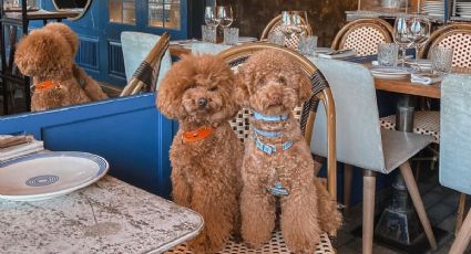 Los 6 restaurantes que puedes visitar con tu perro en Madrid