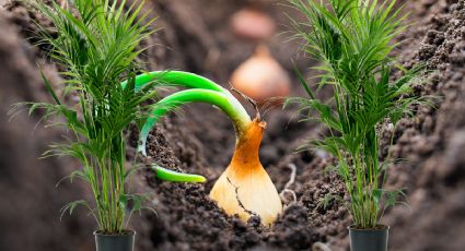 Cómo hacer un fertilizante casero y efectivo para las plantas con cebolla