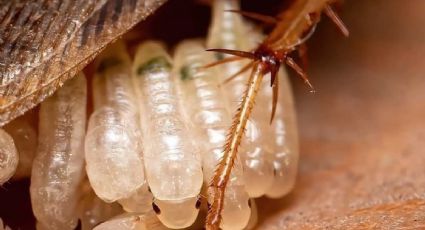 Elimina los huevos de cucaracha de tu baño con 3 técnicas infalibles