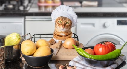 Cuáles son los alimentos que ama tu gato y seguro no lo sabías