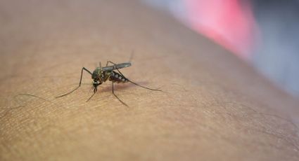 Despídete de los mosquitos, aprende a hacer un efectivo (y fácil) repelente natural