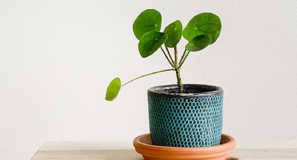 2 plantas que no te pueden faltar en tu hogar si deseas dinero