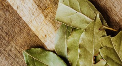Los cuidados claves para que tu laurel sirva para condimentar y dar sabor a tus alimentos