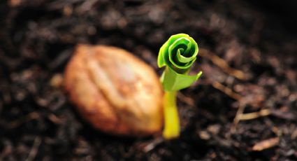 ¿Cómo germinar un hueso de aguacate sin palillos? Los mejores trucos para hacer crecer tu huerto