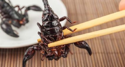 ¿Comer insectos? Estos son los beneficios que tal vez no conocías