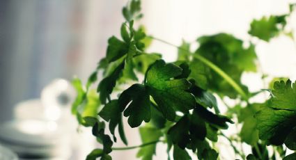 Este es el secreto para mantener el cilantro fresco por más días