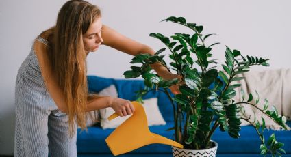 Prepara el mejor insecticida casero y evita plagas en tus plantas de interior con limón