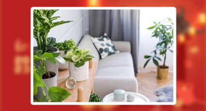 Plantas y flores que debes tener en casa para atraer el dinero y la fortuna en Año Nuevo Chino