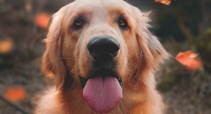 Consiente a tu mascota con estos premios de carne y avena para perros