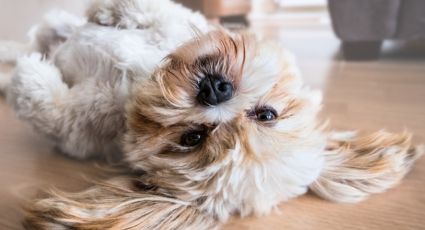 Consiente a tu perrito con unos bocadillos de crema de maní sin usar horno