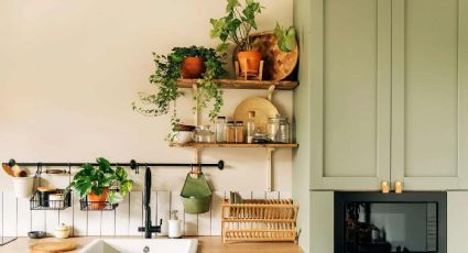 Feng Shui: 3 plantas del dinero que son perfectas para decorar la cocina