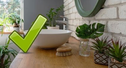 5 plantas para el baño que huelen delicioso y absorben malos olores