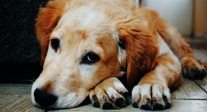 ¿Por qué los perros no pueden comer chocolate?