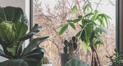 El ingrediente de cocina para que el árbol de jade y otras plantas de interior crezcan de inmediato