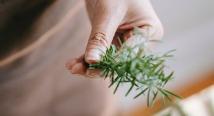 Cubitos de hierbas aromáticas congeladas, el truco que te ayudará a ahorrar en tus recetas