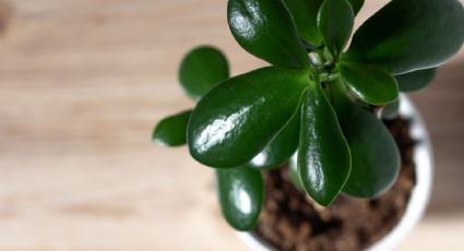 Plantas de interior: La mejor forma para cuidar el árbol de jade en agua