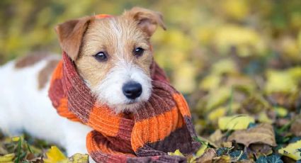 ¿Cómo proteger a tu perro en invierno? Así debes cuidar a tu mascota en época de frío