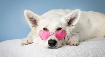 Estas son las verduras perfectas para consentir a tu perro