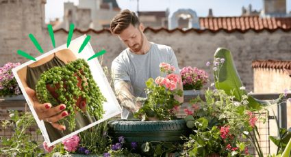 Técnica infalible para que tú planta colgante rosario florezca constantemente