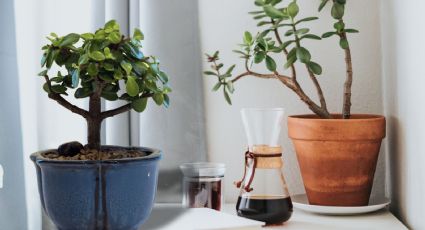 Árbol de Jade: Un chorrito de este ingrediente bastará para activar su poder y darte abundancia en todo el año