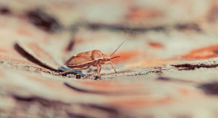 ¿Plaga de chinches? 3 ingredientes de cocina que te ayudarán a eliminarlas de tu casa y prevenirlas