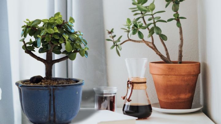 Árbol de Jade: Un chorrito de este ingrediente bastará para activar su poder y darte abundancia en todo el año