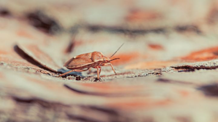 ¿Plaga de chinches? 3 ingredientes de cocina que te ayudarán a eliminarlas de tu casa y prevenirlas