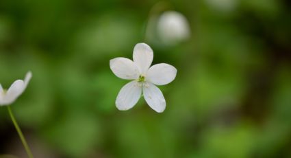 ¡Para que tu jardín siempre huela bien! Propaga eficazmente la flor jazmín