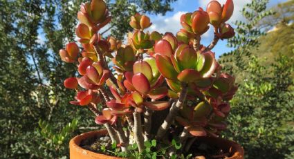 Árbol de jade de colores: ¿Dónde poner tu Crassula Ovata para que sus hojas se pongan rojas?