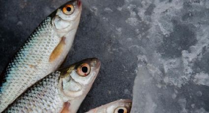 Atención: los médicos recomiendan no comer estos 3 tipos de pescados