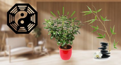 Feng Shui: ¿Qué significa tener una planta de jade macho en casa?