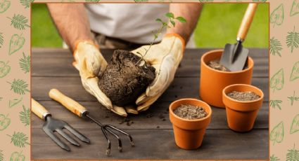 Guía de jardinería para revivir tus plantas después de un trasplante