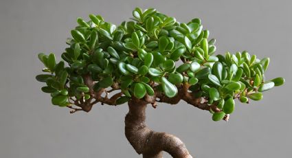 Esta es la popular bebida del desayuno que hará que tu árbol de jade crezca sano y fuerte