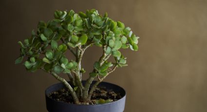 Elimina los puntos blancos de tu árbol de jade con esta bebida de tu nevera