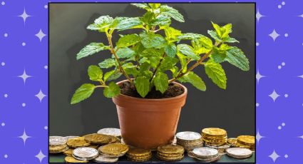 Atrae dinero y abundancia con tu planta de hierbabuena