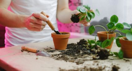 ¿Cómo hacer un sustrato universal para plantas de interior?