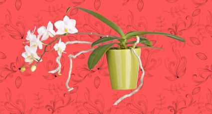 ¿Por qué mis orquídeas tienen hojas amarillas? El verdadero significado detrás de tus plantas