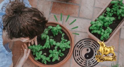 ¿Dónde colocar la planta de albahaca para atraer la riqueza y abundancia?