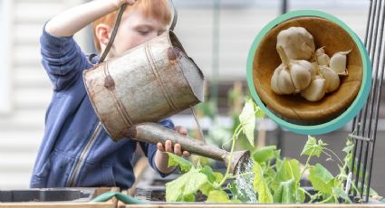 Huerto casero: Cultiva tus propios ajos de forma sencilla y sin semilla