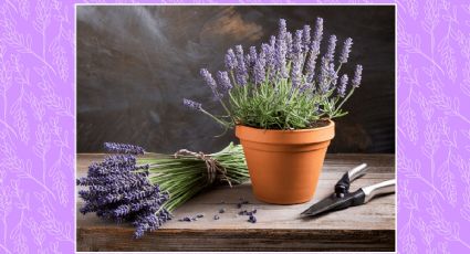 Trucos de jardinería: Multiplica tu lavanda con el método de esquejes