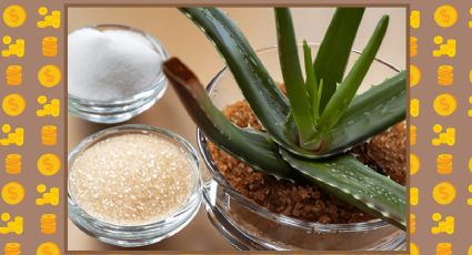 ¿Para qué sirve sembrar el aloe vera en azúcar y café?