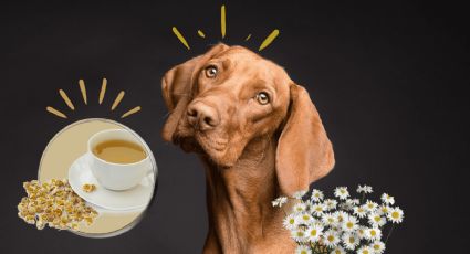 ¿Cuáles son los beneficios de la infusión de manzanilla en los perros?